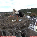15_35-nest.jpg