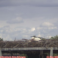 15_40-mast.jpg