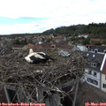 15_40-nest.jpg