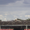 15_45-mast.jpg