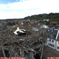 15_45-nest.jpg