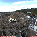 15_50-nest.jpg