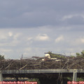 15_55-mast.jpg