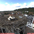 15_55-nest.jpg