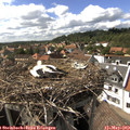 16_00-nest.jpg