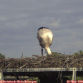 16_05-mast.jpg