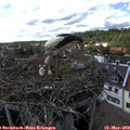 16_05-nest.jpg