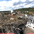 16_10-nest.jpg