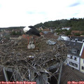 16_15-nest.jpg