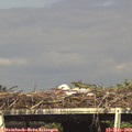16_20-mast.jpg