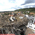 16_20-nest.jpg