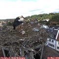 16_25-nest.jpg