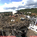 16_30-nest.jpg