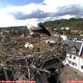 16_35-nest.jpg