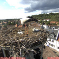 16_45-nest.jpg