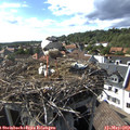 16_50-nest.jpg