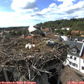 16_55-nest.jpg