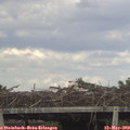 17_00-mast.jpg