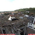 17_00-nest.jpg