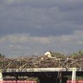 17_05-mast.jpg