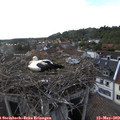 17_10-nest.jpg