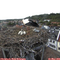 17_15-nest.jpg