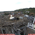 17_20-nest.jpg