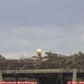 17_25-mast.jpg