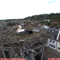 17_25-nest.jpg