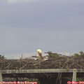 17_30-mast.jpg