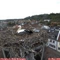 17_30-nest.jpg