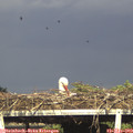 17_35-mast.jpg