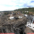 17_35-nest.jpg