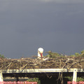 17_40-mast.jpg