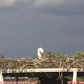 17_45-mast.jpg