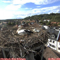 17_45-nest.jpg