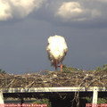 17_50-mast.jpg