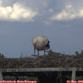 17_55-mast.jpg