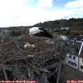 17_55-nest.jpg