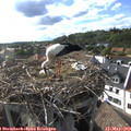 18_00-nest.jpg