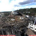 18_05-nest.jpg