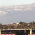 18_10-mast.jpg