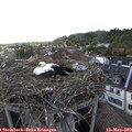18_10-nest.jpg