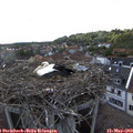 18_15-nest.jpg