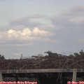 18_25-mast.jpg