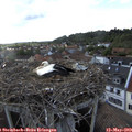 18_25-nest.jpg