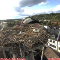 18_35-nest.jpg