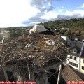 18_40-nest.jpg