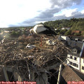 18_45-nest.jpg