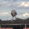 18_50-mast.jpg